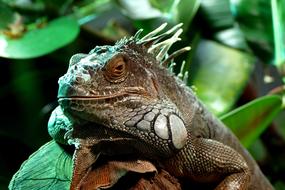 Lizard Animal Reptile