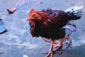 Hen Farmyard Farm