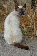 Cat Mammal Pet