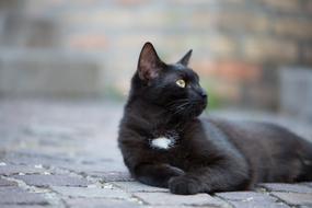 Domestic Cat Black Kitten