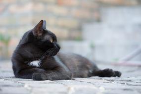 Domestic Cat Black Kitten