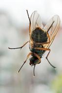Fly Insect Nature