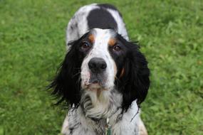 English Setter Dog