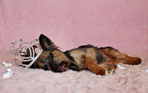 Yorkshire Terrier Dog Crown