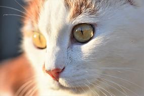 Cat Domestic Pet
