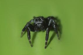 Spider Macro Insect