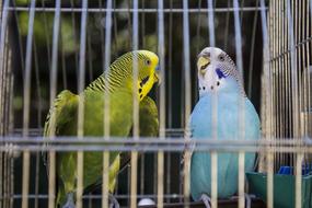 Animals Parrots Bird