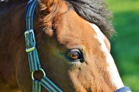 brown Horse head mare