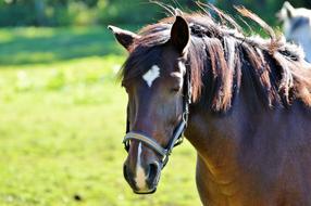 Horse Ride Reiter