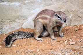The Squirrel A Called