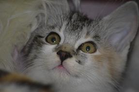 Kitten blur macro