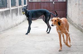 Dogs Playing Saluki Persian