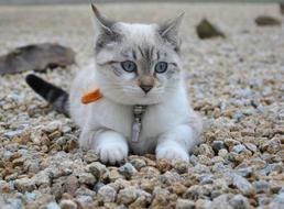 kitten lying on the beach with a collar