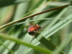 I Pentatomid Insect Parasites