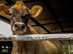 big cow on the farm