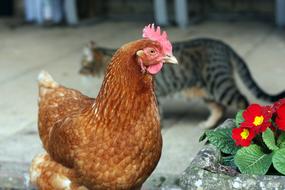 brown hen and tabby cat