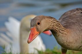 Goose Poultry Bird