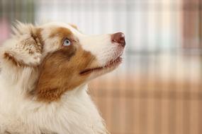 domestic dog with blue eyes