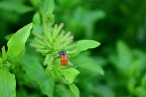 Plants Green Ladybug