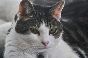 Cat Eye Domestic Cat'S