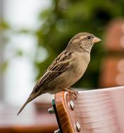 Sparrow Sperling Bird