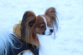 Dog Breed Snow