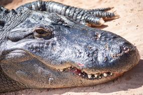 Crocodile Alligator Dangerous
