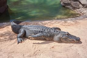 Crocodile Alligator Dangerous