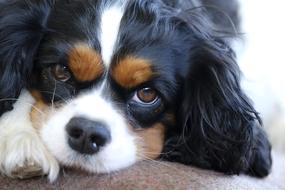 Cavalier King Charles dog
