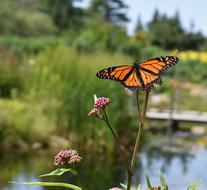 orange butterfly on the grass
