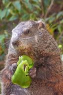 fluffy beaver is a vegetable