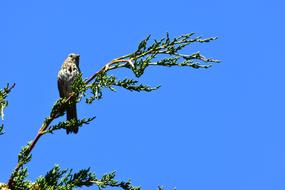 Bird Song Songbird