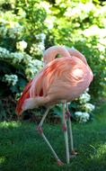 Flamingo Pink Bird