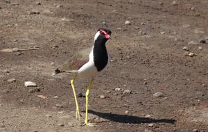 Bird Red-Wattled Lapwing Vanellus indicus