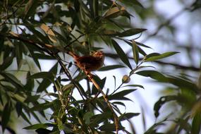 Willow Wren Bird Morning