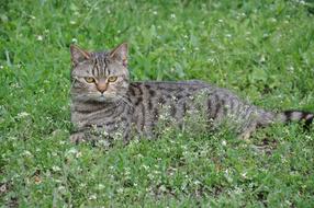 Cat A Lying On The Grass