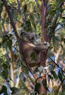 Koala Bear Marsupial