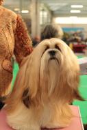 Dogshow Lhasa Apso Dog