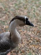 wild goose in nature