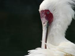 Bird Zoo Pretty