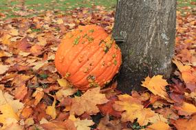 Pumpkin Fall Leaves