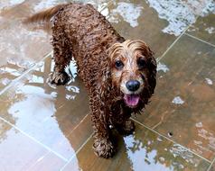 Dog Wet Swim