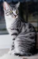 Cat Domestic Sitting