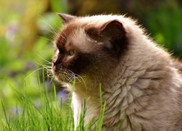 British Shorthair Rest Relaxed