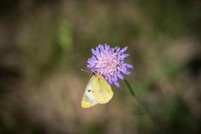 Meadow Butterfly Yellow