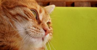 Cat Mackerel Photograph