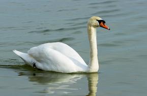 Mute Swan White
