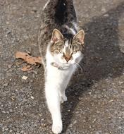 Cat Domestic Kitten