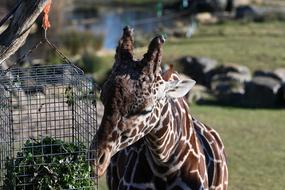 Mammal Giraffe Zoo