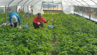 Windproof Herbs Vegetables in greehouse